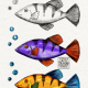 Fish, Fish and Fish